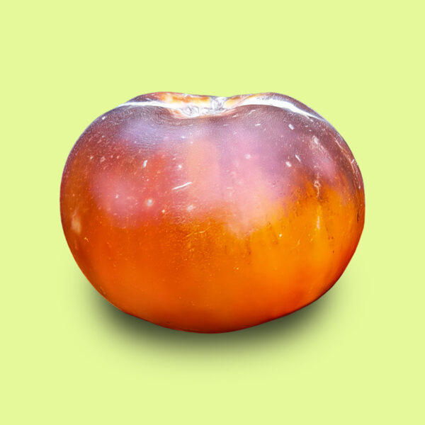 Tomate Blue Jollies