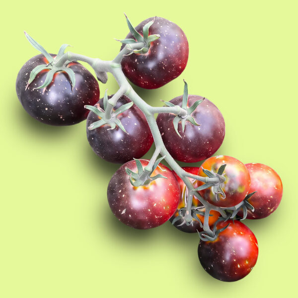 Tomate Blue Streack