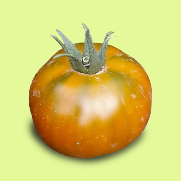 Tomate Cherokee Green