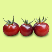 tomate-glossy_rose_blue