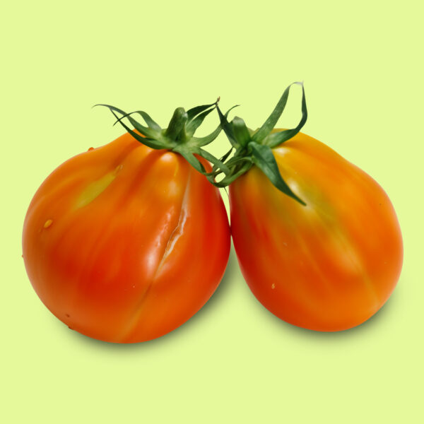 Tomate Japanese Orange Trifele