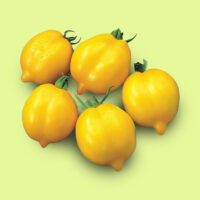 tomate-limon
