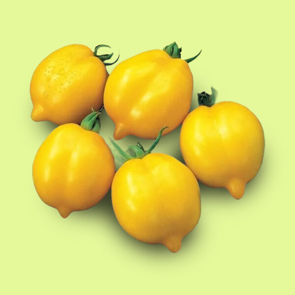 Tomate Limón