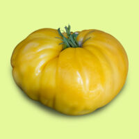 tomate-mary_robinson