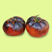 tomate-osu_blue
