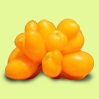 tomate-phils_one