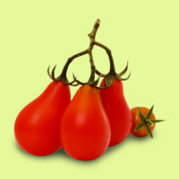 tomate-red_pear