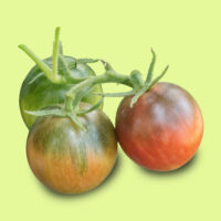 tomate-sweet_mystery