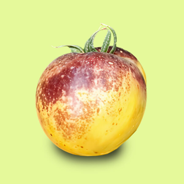 Tomate Blue White Risque
