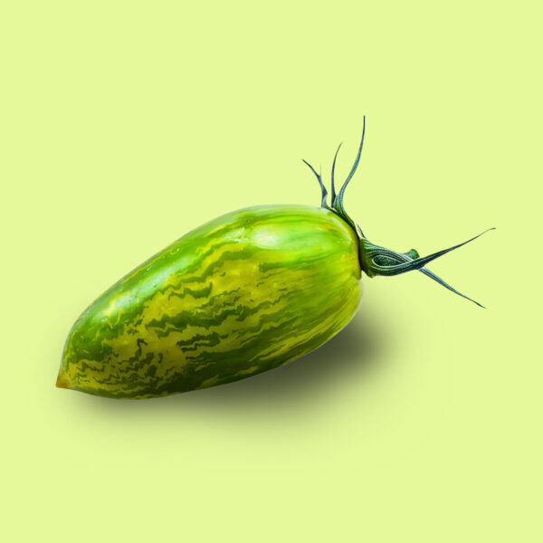 Tomate Zebra Verde