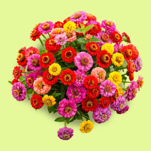 zinnias