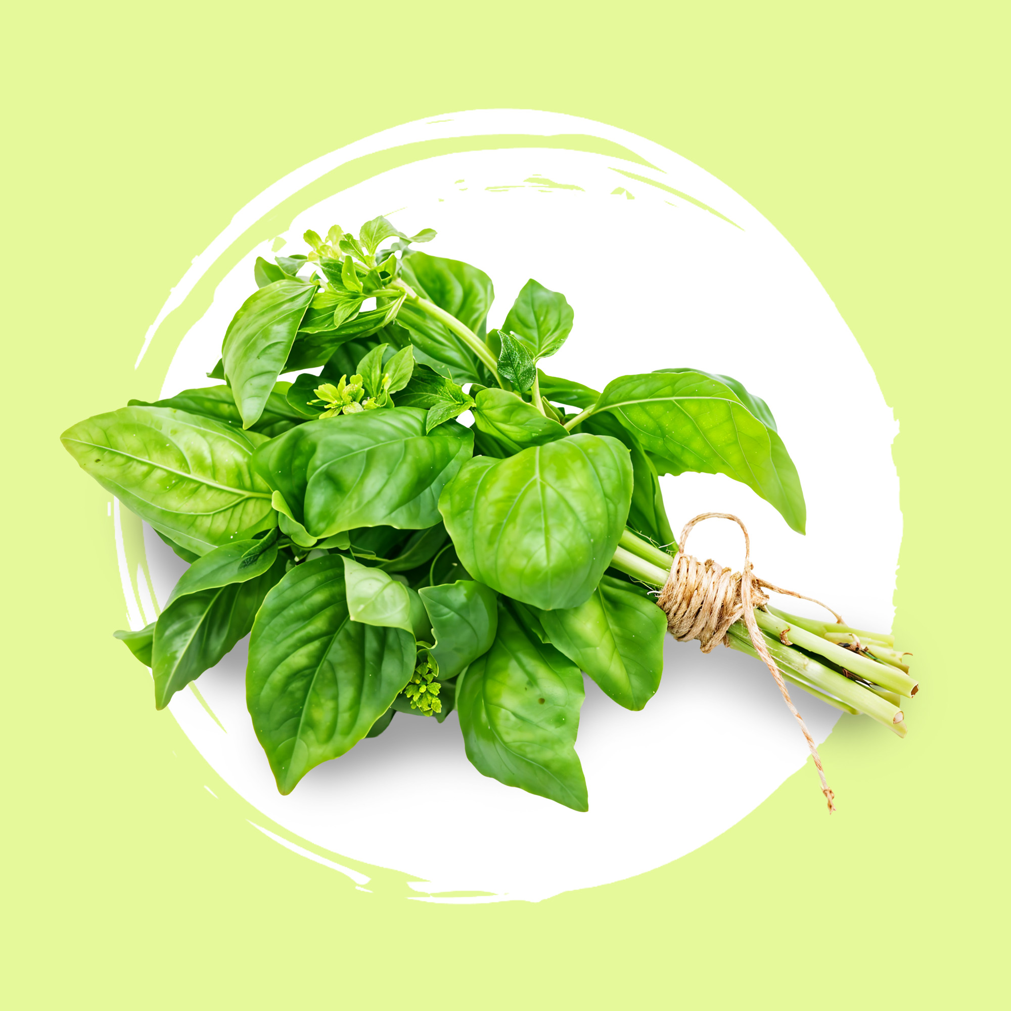 Aromáticas