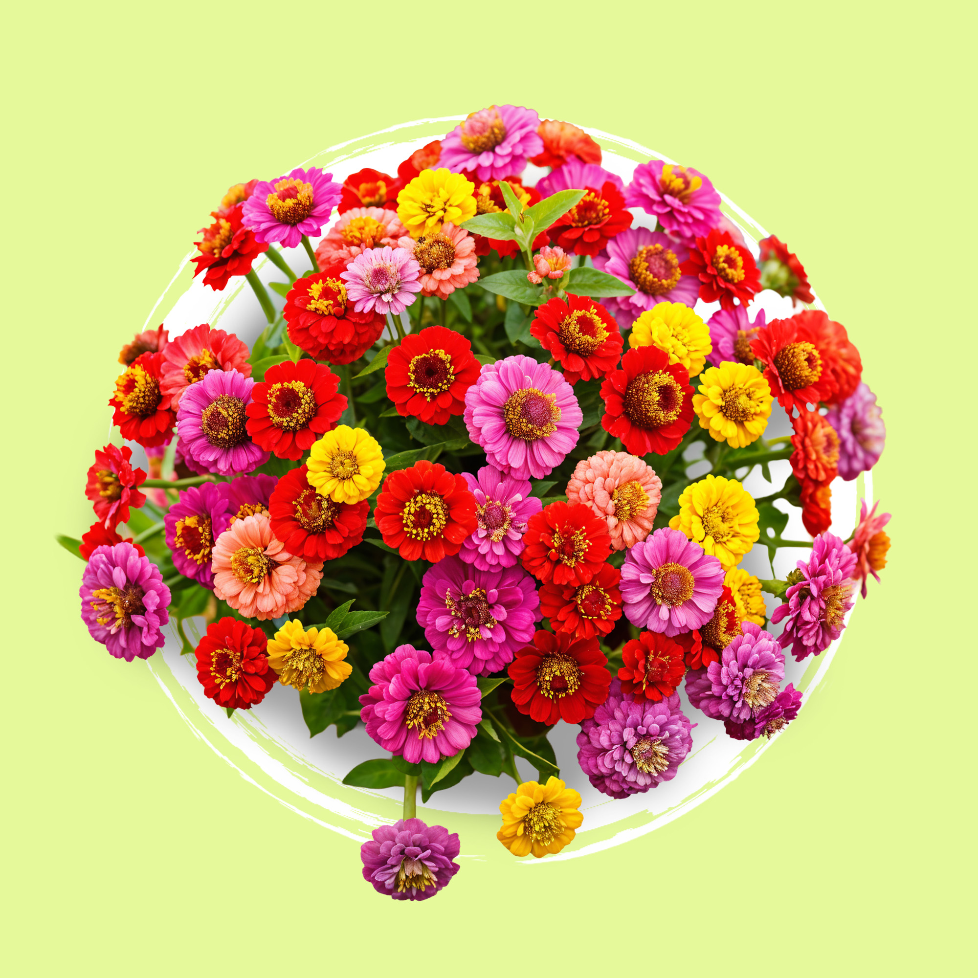 Flores