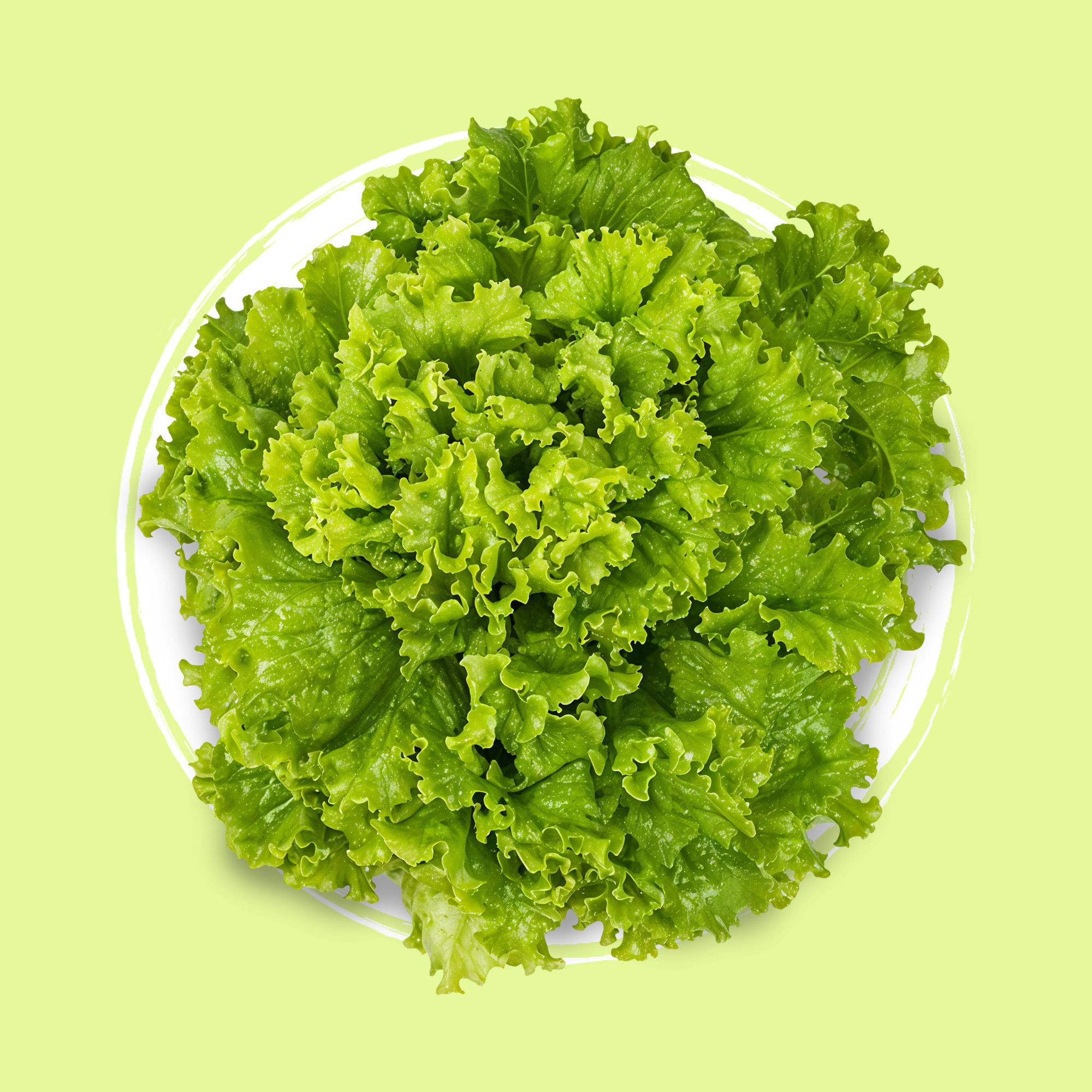 Lechugas