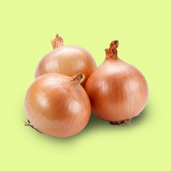Cebolla Valencianita - Rama Corta