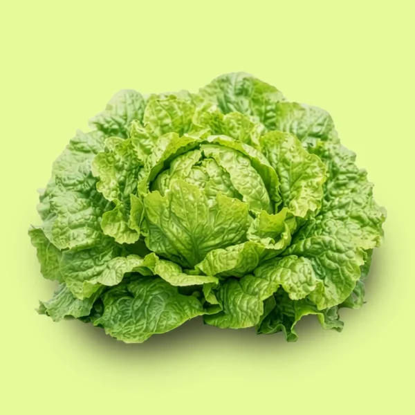 Lechuga Gallega