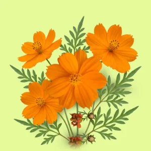 Cosmos naranja