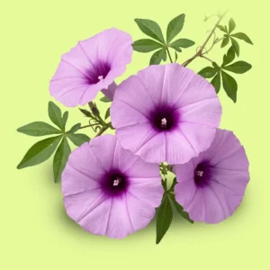Flor Campanilla (Ipomea)