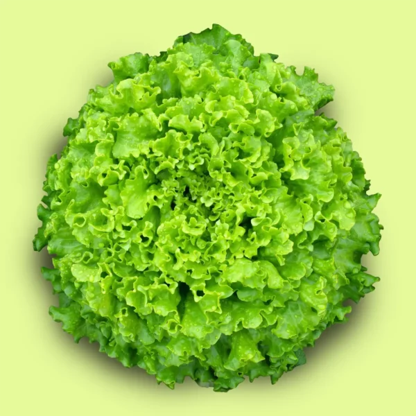 Lechuga Isabela
