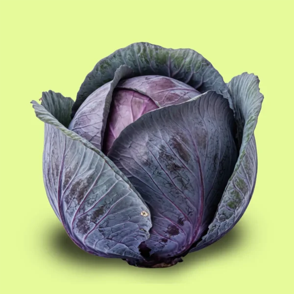 Repollo morado