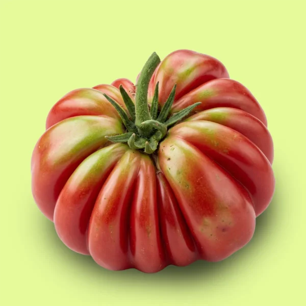 Tomate Belleza Lottringa