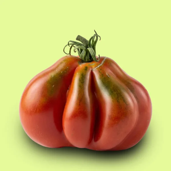 Tomate Canestrino