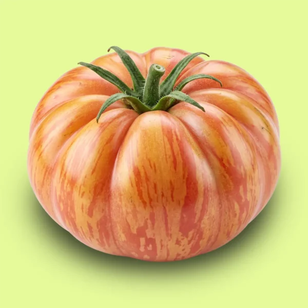 Tomate Copia