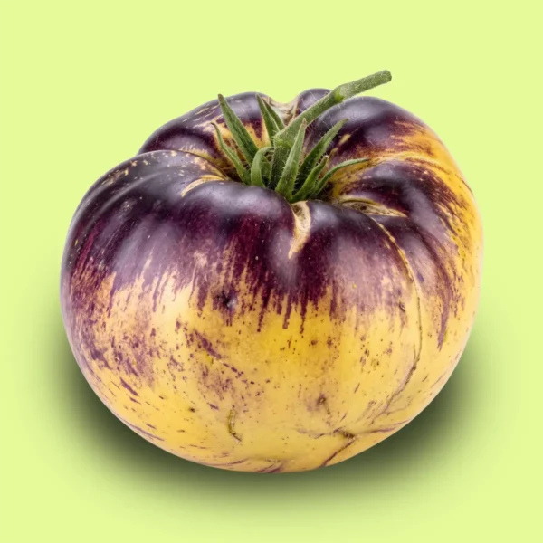 Tomate Great White Blue