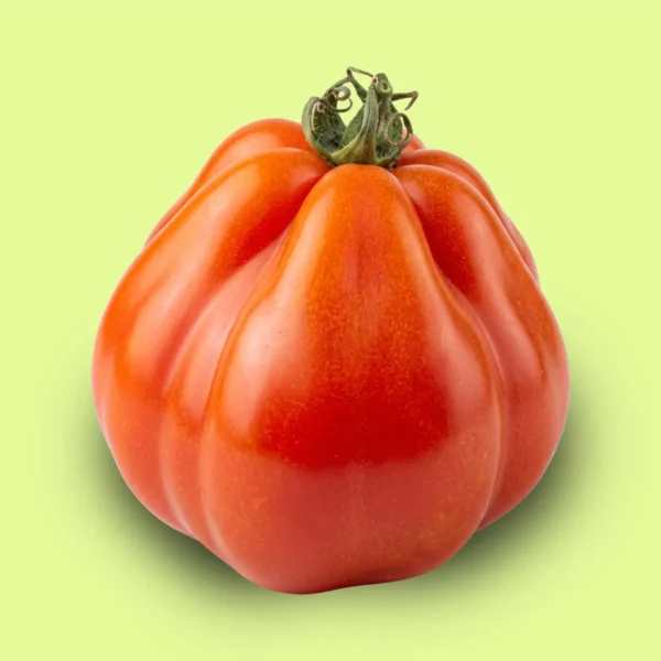Tomate Liguria