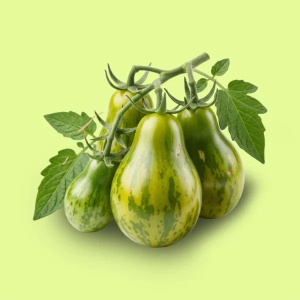 Tomate Michael Polland