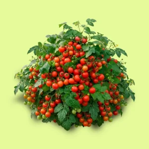 Tomate Minibel (Bonsai)