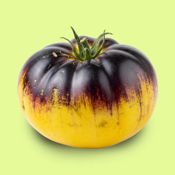 Tomate Sart Roloise