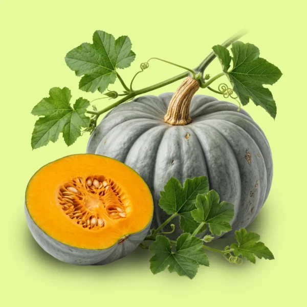 Zapallo Gris Plomo