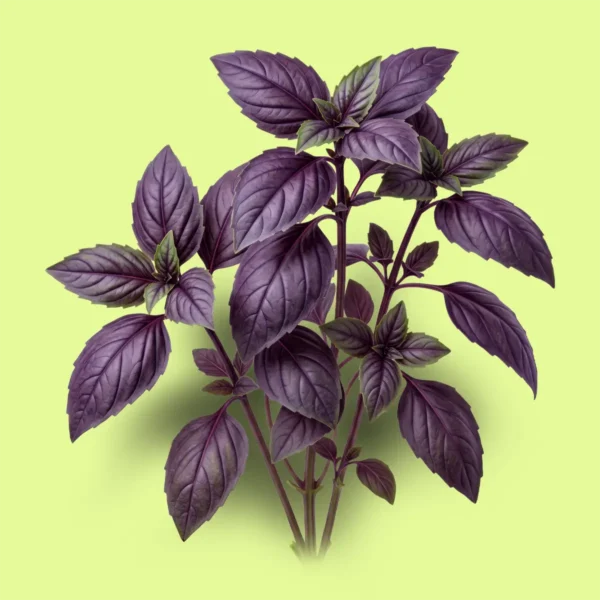 Albahaca morada (Red Rubin)