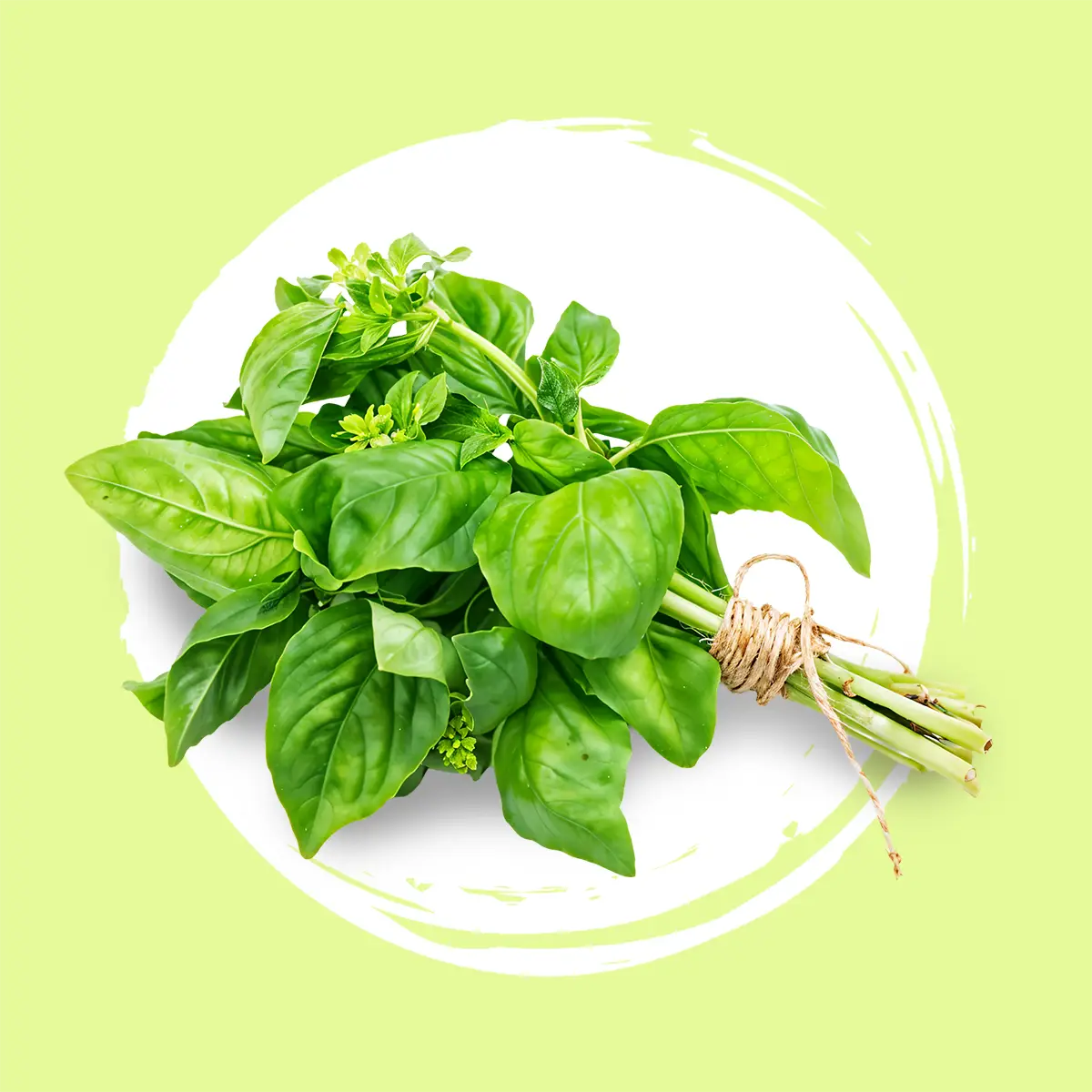 Aromáticas