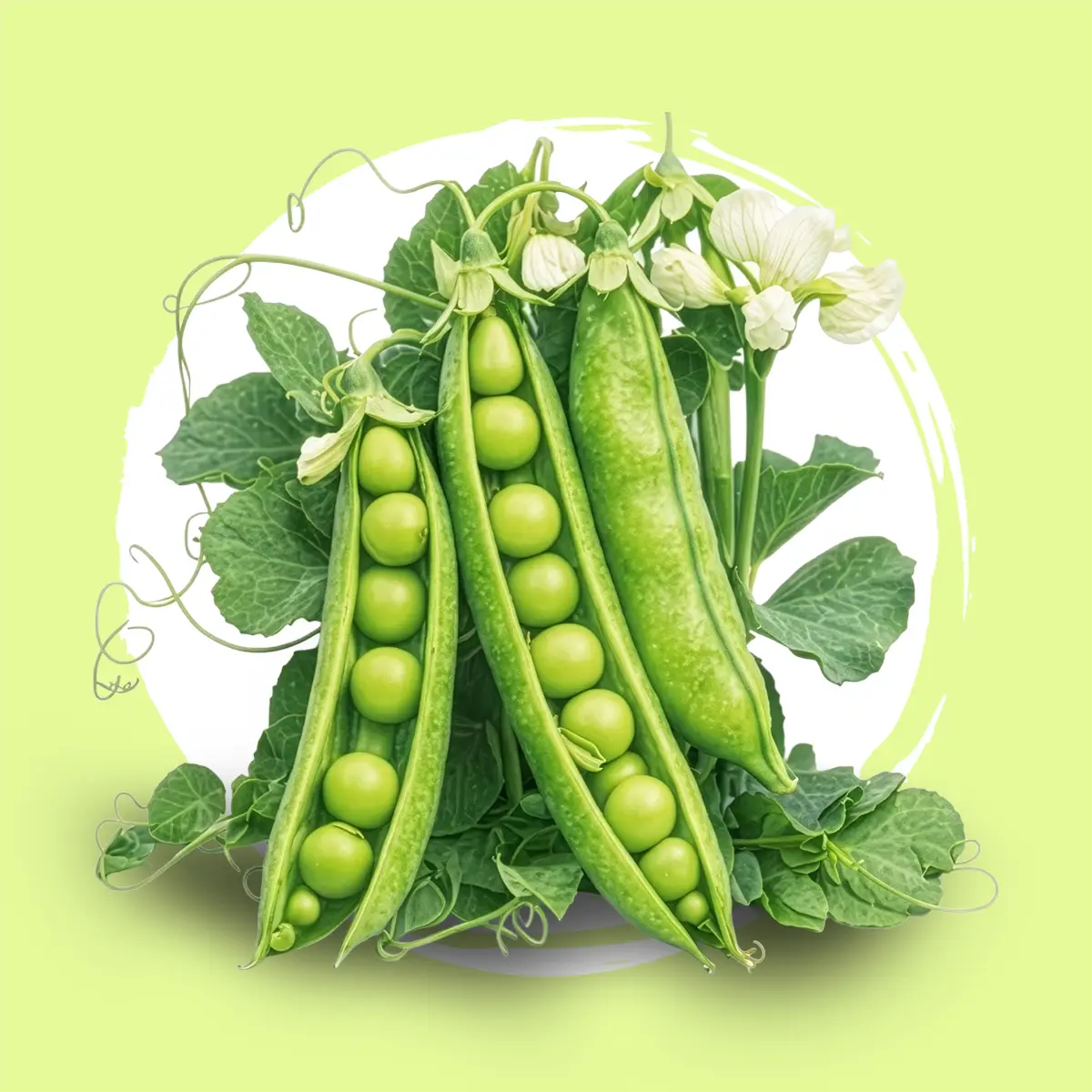 Arvejas