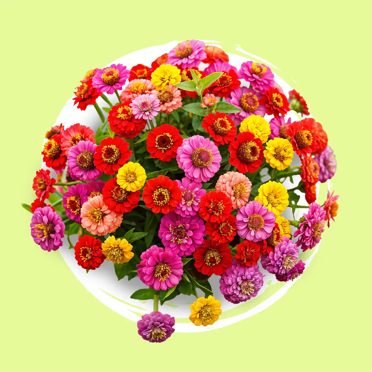 Flores