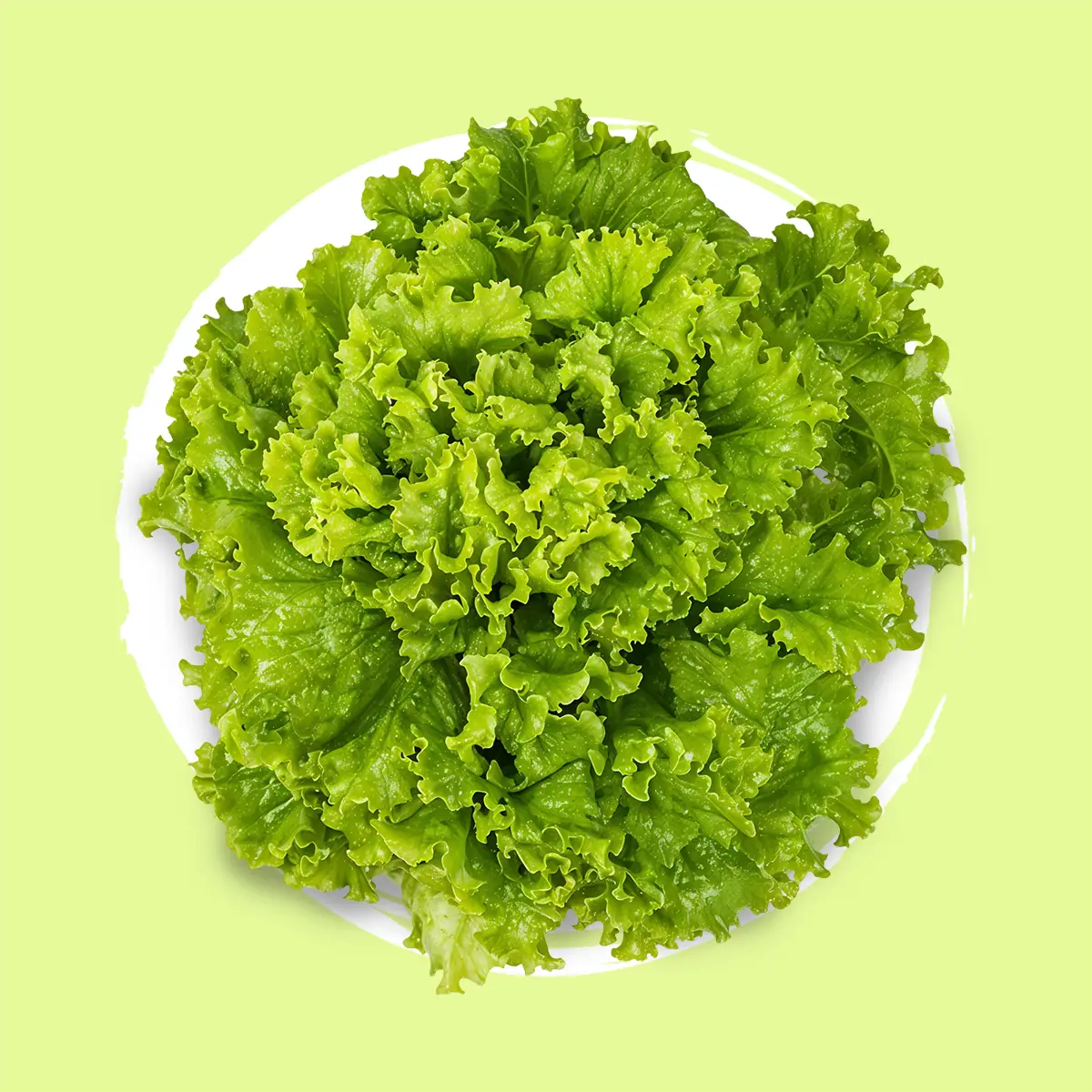 Lechugas